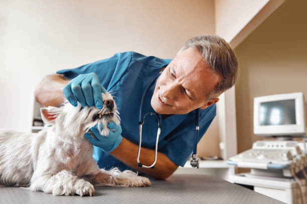 Best Walk-In Emergency Dentist in Piney Mountain, VA